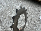 Used SRP 15T Tooth Titanium Cassette Cog Shimano Hyperglide Vintage MTB 8 Speed Gray-Bicycle Bin
