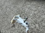 Used Dia Compe MX White Left Front Brake Lever Vintage BMX Bike Retro Freestyle OG-Bicycle Bin